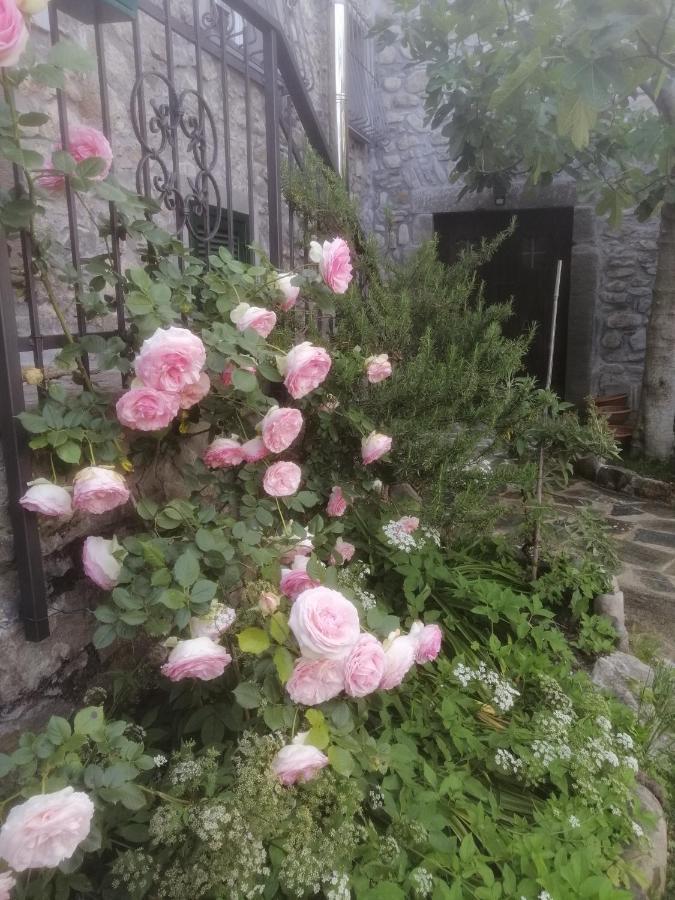 Alle Ortensie Blu Sesta Godano