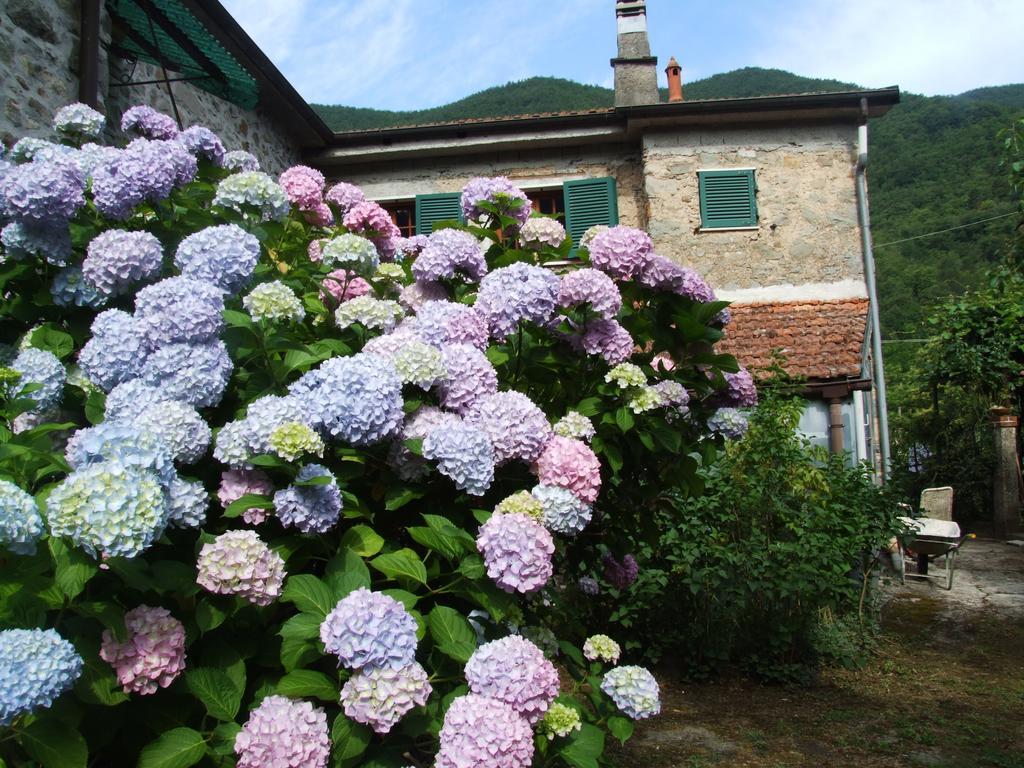 Alle Ortensie Blu