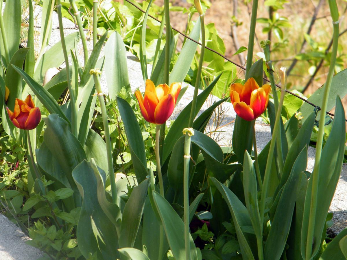 Alle Ortensie Blu Sesta Godano